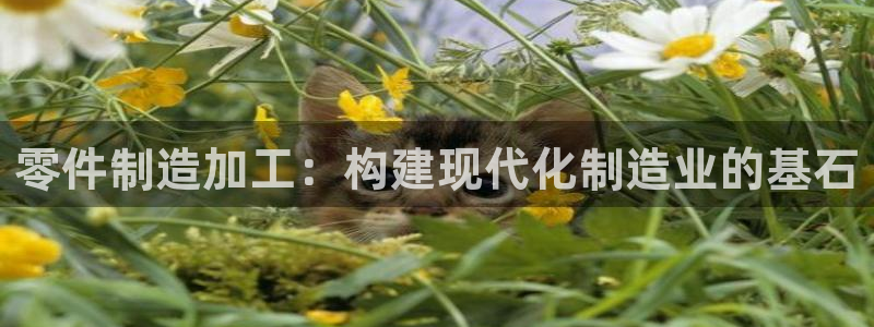 星辉娱乐进入欧连杯了吗